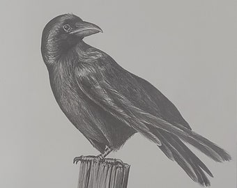 Crow Bird Drawing - Original Raven Sketch Done By Hand Graphite Pencil