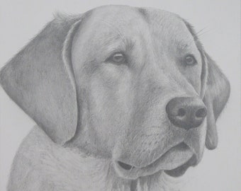 Labrador Retriever Dog Drawing - Original Sketch Done By Hand Graphite Pencil