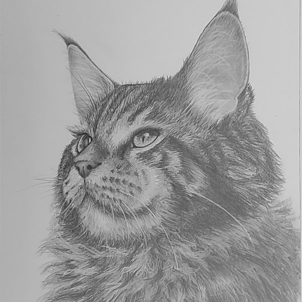Cat Graphite Graphite Drawing - Etsy