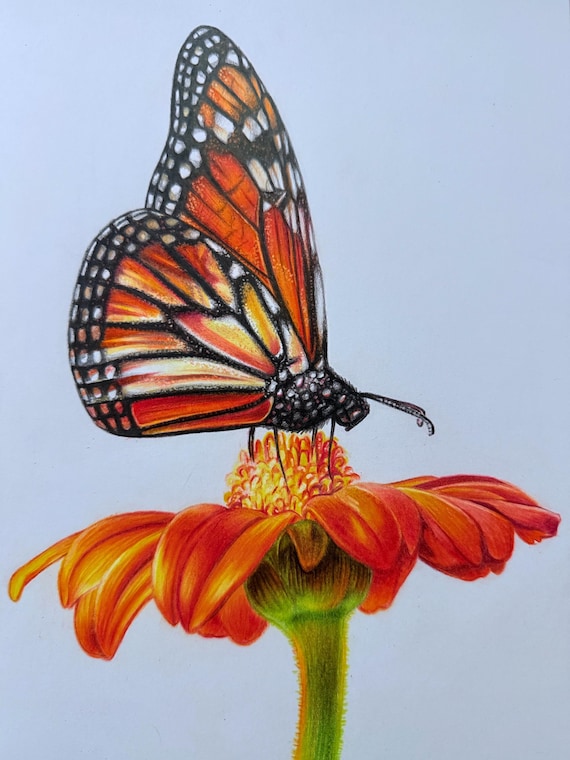 Butterfly Drawing Colors