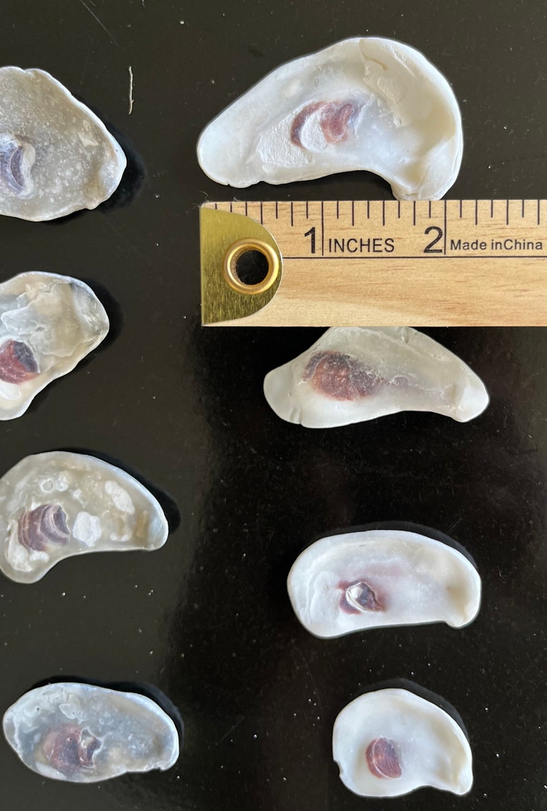 Shell On Ruler Oyster Shells Batch / Handpicked / From Florida Beach / Tools for ...