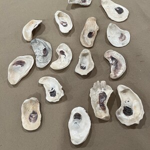 May include: A collection of 17 oyster shells with a natural white and brown color. The shells are arranged in a random pattern on a brown surface.