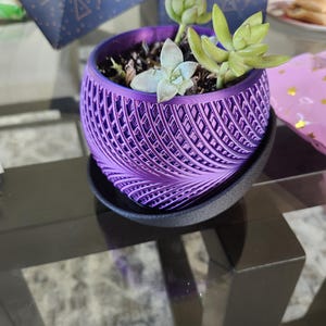 May include: A purple planter with a geometric pattern holds a variety of succulents. The planter is sitting on a black saucer.