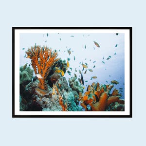 Coral Reef Print: Tropical Fish, Ocean Photography, Coastal Wall Art