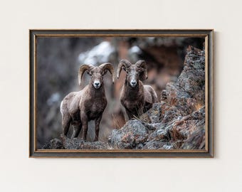 Bighorn Sheep Photography Print – Mountain Wildlife Wall Art