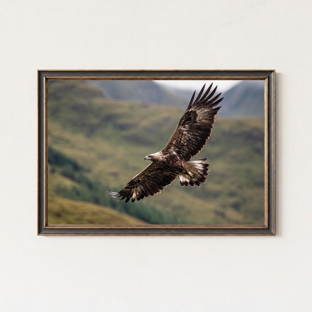 Golden Eagle Photography Print – Wildlife Wall Art - Etsy