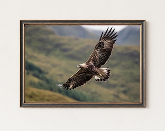Golden Eagle Photography Print – Wildlife Wall Art