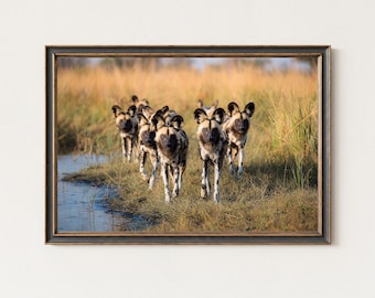 African Wild Dogs Photography Print – Real Wildlife Safari Wall Art