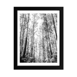 Black and White Forest Wall Art – Framed Tree Photography Print – Minimal Nature Decor – Tall Trees Fine Art – Woodland Scandinavian Style
