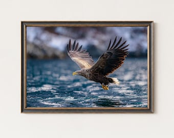 Fotoprint zeearend – Muurkunst Nordic Wildlife