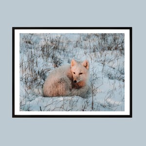 Arctic Fox Wall Art Print, Winter Wildlife Photography, Nordic Animal Poster, Snowy Nature Decor, Minimalist Wildlife Nursery Artwork