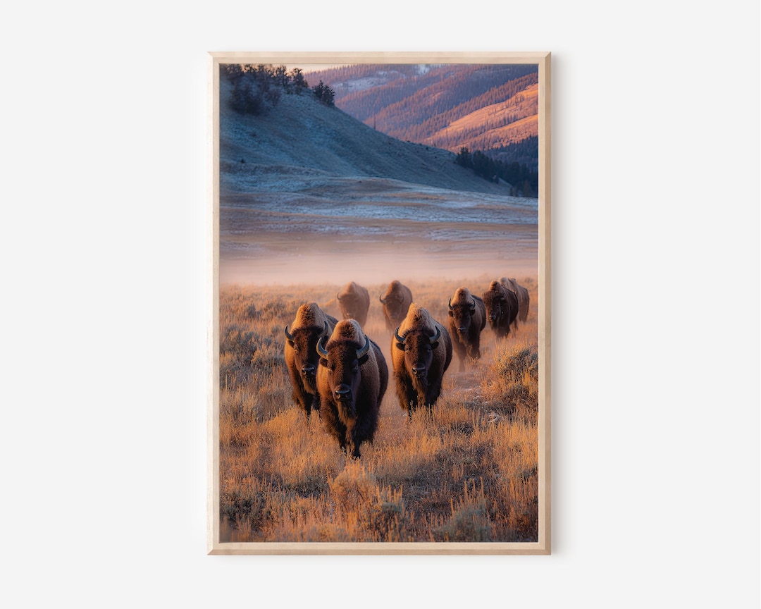 Yellowstone Bison Wall Art – Wild Buffalo Photography Print - Etsy
