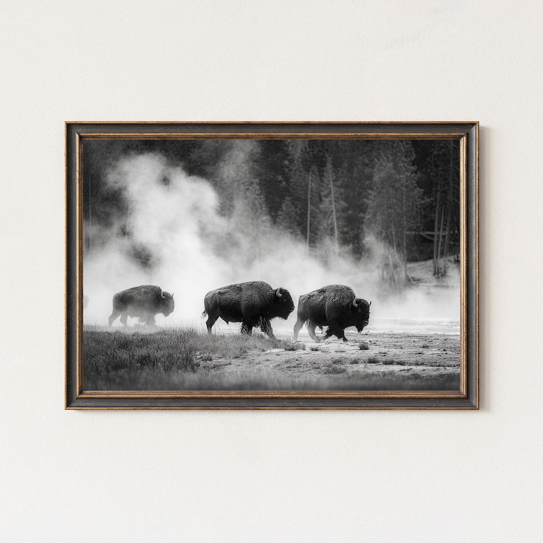 Black and White Bison Print | Misty Western Landscape Wall Art - Etsy