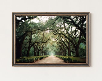 Savannah Wormsloe Avenue Print, Oak Tree Tunnel Wall Art, Southern Landscape Decor