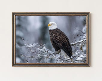 Fotografieafdruk zeearend – Muurkunst winter dieren in het wild
