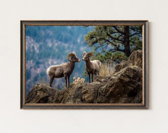 Bighorn Sheep Photography Print – Mountain Wildlife Wall Art