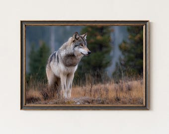 Grey Wolf Photography Print – Yellowstone Wildlife Art