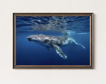 Whale Photography Print – Humpback Underwater Ocean Wall Art