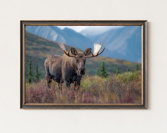 May include: A framed print featuring a majestic moose with large antlers standing in a field of purple and yellow wildflowers. The background shows a mountain range under a cloudy sky. The frame is dark brown.