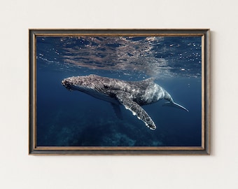 Whale Photography Print – Humpback Underwater Ocean Wall Art