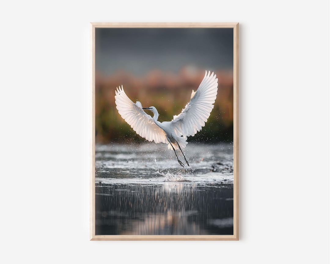 White Egret Wall Art | Bird Taking Flight Photography | Elegant ...