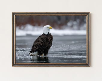 Fotografieafdruk zeearend – Muurkunst winter dieren in het wild