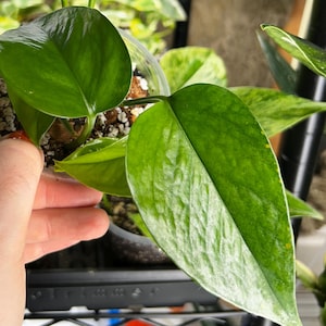 Pothos Jade 4&quot; starter plant (REQUIRES purchase of at least 2 plants)