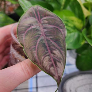 Alocasia Azlanii (Red Mambo) rare starter plant (REQUIRES purchase of at least 2 plants)