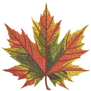 Könnte beinhalten: Detaillierte Illustration eines Ahornblattes in Herbstfarben. Das Blatt weist eine Mischung aus roten, orangen, gelben und grünen Farbtönen mit komplizierten Adernmustern auf. Das Blatt ist vor einem sauberen weißen Hintergrund platziert.