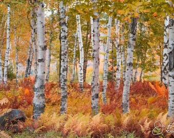 White Birches in Fall Print