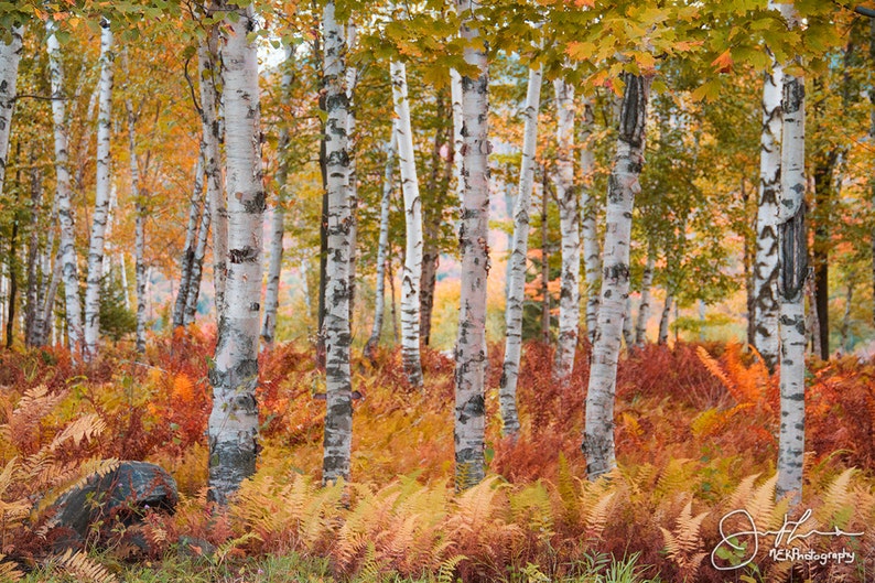 White Birches in Fall Print image 1