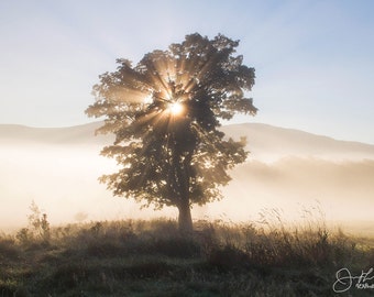 The Sun Tree Print