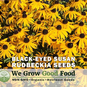 May include: A field of vibrant yellow Black-Eyed Susan flowers with dark brown centers. The image includes text that reads "BLACK-EYED SUSAN RUDBECKIA SEEDS" and "We Grow Good Food" with the words "NON-GMO • Organic • Heirloom Seeds".