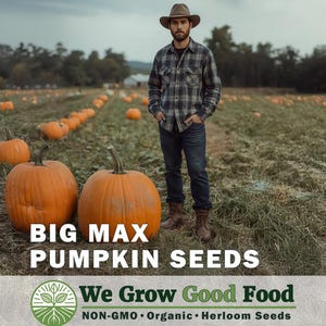 Big Max Pumpkin Seeds | Grow Giant Prize-Winning Pumpkins | Heirloom, Non-GMO Garden Fun | ~10-15 Seeds