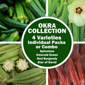Okra Seeds – Emerald, Star of David, Red Burgundy, Spineless | Heirloom, Organic, Non-GMO, Individually Packaged or Combo Pack