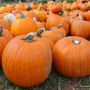 May include: A collection of various sized orange pumpkins with green stems. The pumpkins are arranged on the ground, some in the foreground and others in the background. The pumpkins are a symbol of the fall season.