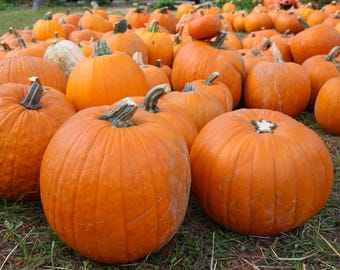 Connecticut Field Jack O' Lantern Pumpkin Seeds | Classic Carving Variety, Organic, Heirloom, Non-GMO