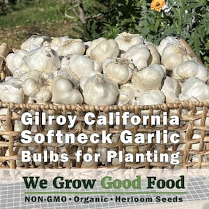 Gilroy California Softneck Garlic Bulbs for Planting | Organic Heirloom Non-GMO | Includes Soil & Growing Guide
