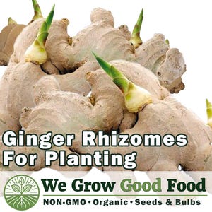 May include: Close-up of several ginger rhizomes, tan in color, with green shoots emerging. The text "Ginger Rhizomes For Planting" is displayed. The logo for "We Grow Good Food" is also visible.
