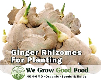 Ginger Rhizomes for Planting – Pre-Sprouted Ginger Root, Ready to Plant, Non-GMO, Organic, Grown in the USA