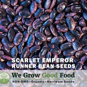 Scarlet Emperor Runner Bean | 20 Seeds | Heirloom, Non-GMO, Open Pollinated, Untreated