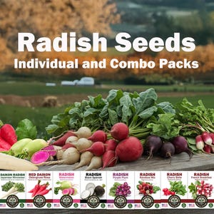 Radijszaden voor opplant – individuele verpakkingen | Cherry Belle, Frans ontbijt, watermeloen, daikon, Black Spanish, Purple Plum, Rainbow Mix