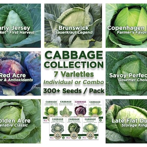 Cabbage Seeds: Red & Golden Acre, Copenhagen, Wakefield, Savoy, Brunswick, Dutch