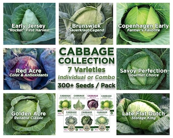 Cabbage Seeds: Red & Golden Acre, Copenhagen, Wakefield, Savoy, Brunswick, Dutch