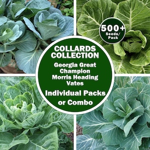 Heirloom Collard Seeds | Champion, Georgia Great, Morris Heading, Vates