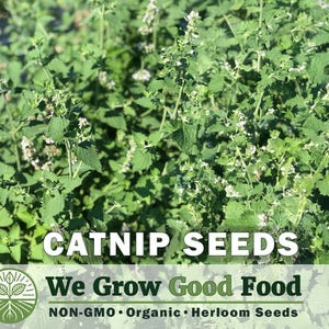 May include: A close-up of a catnip plant with green leaves and small white flowers. The text "CATNIP SEEDS" is displayed in large white letters. Below, the text "We Grow Good Food" is shown with the words "NON-GMO • Organic • Heirloom Seeds".