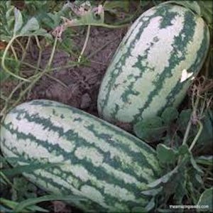 May include: Two oblong watermelons with green and white striped rinds rest among green leaves and brown soil. The watermelons are a light green color with darker green stripes. The image is a close-up shot of the watermelons.