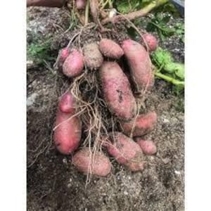 Homegrown Live Organic Potato, Radish, Turnip, Beet & Carrot Plants (3-6 inches - Grown to Order if not in season) More Varieties Available