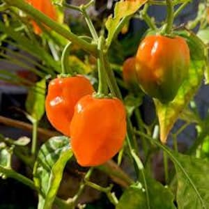 Homegrown Live Organic Pepper Plants - Sweet, Mild & Hot (5-6 inches - Grown to Order if not in season) Several Varieties Available