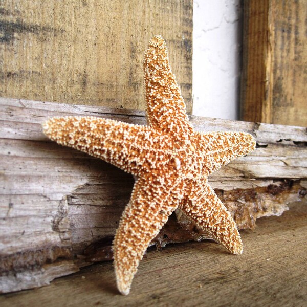 Medium 2.5" Sugar Starfish Hair Clip